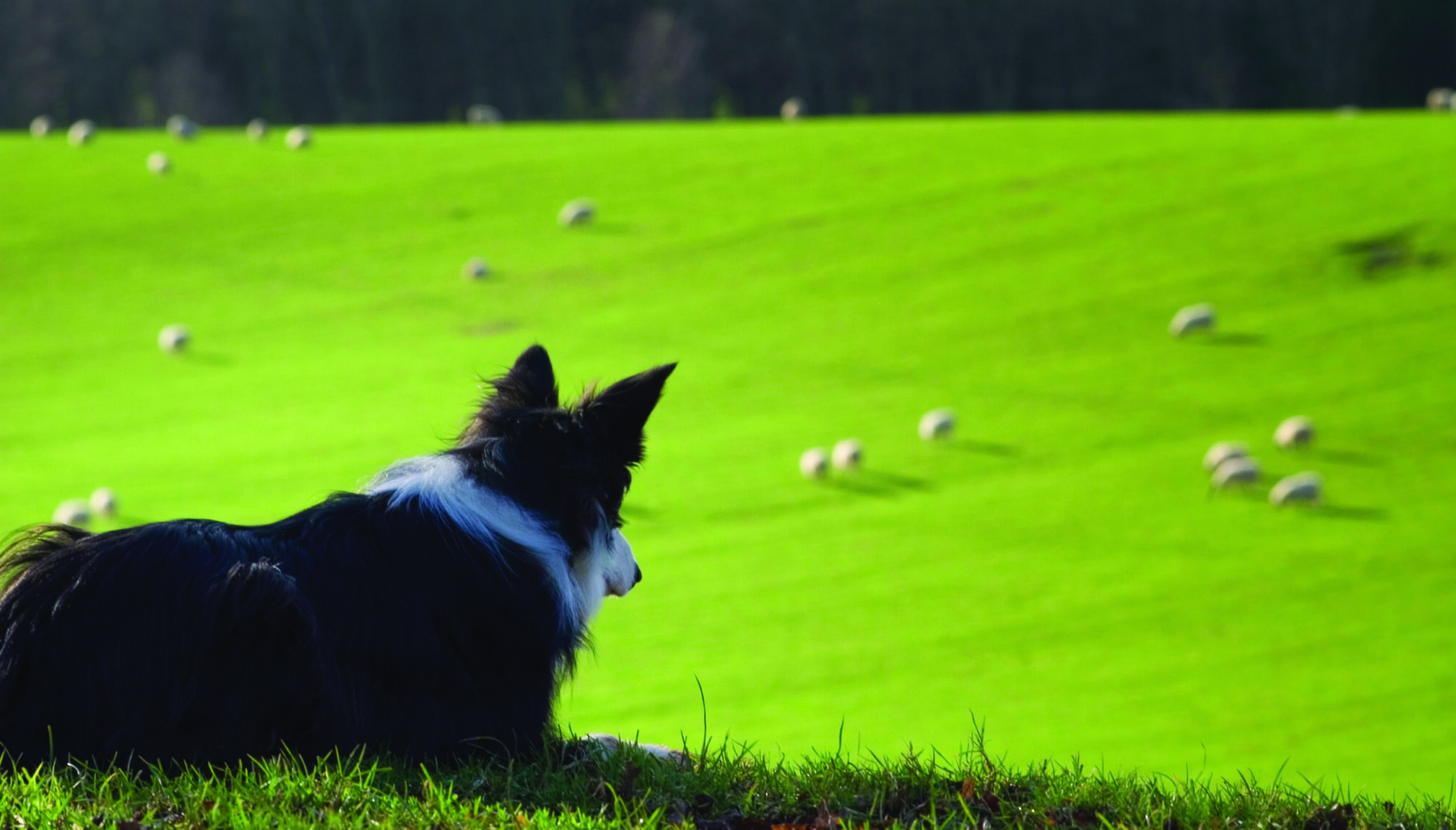 Dog watching Sheep