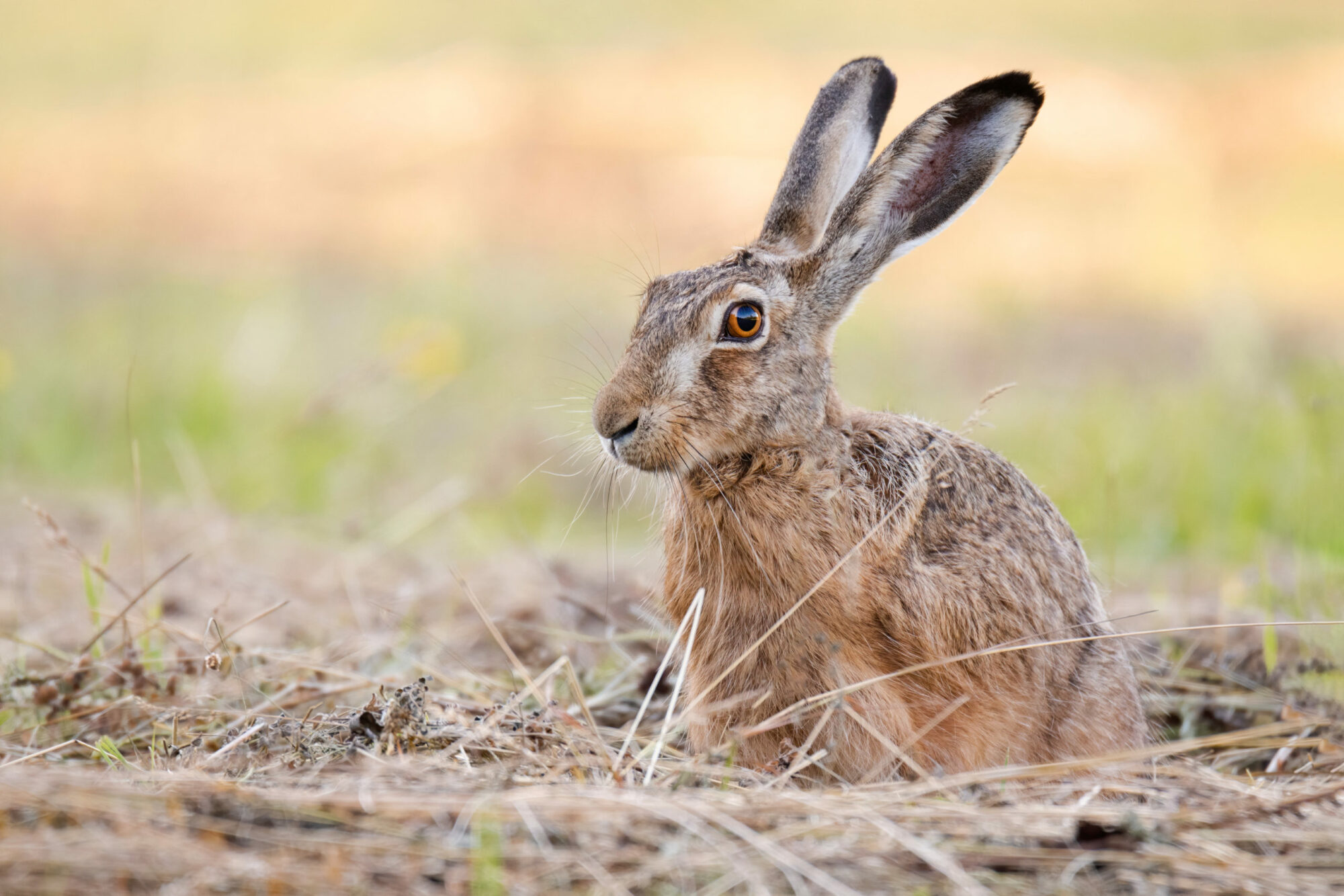 The,European,Hare,(lepus,Europaeus),,Also,Known,As,The,Brown