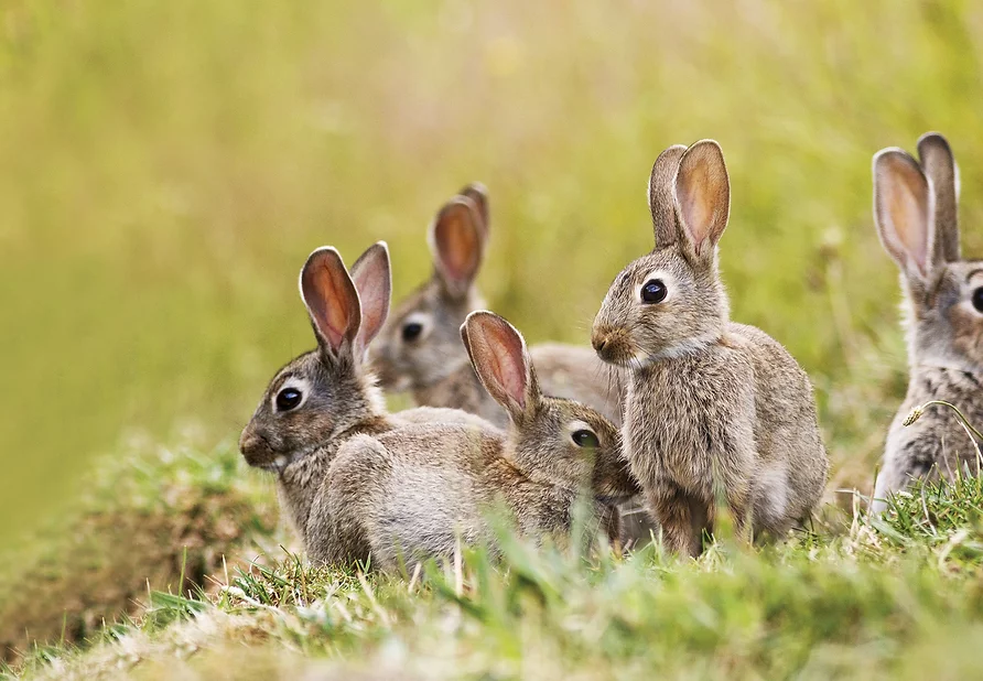 Rabbit-Group-Extended