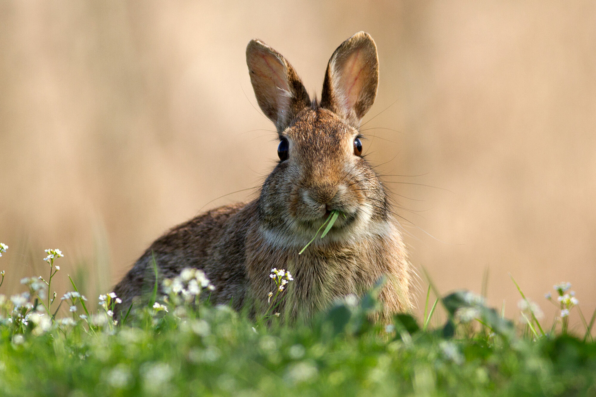 Wild,Rabbit,While,Eating,A,Blade,Of,Grass,,Blurred,Background,