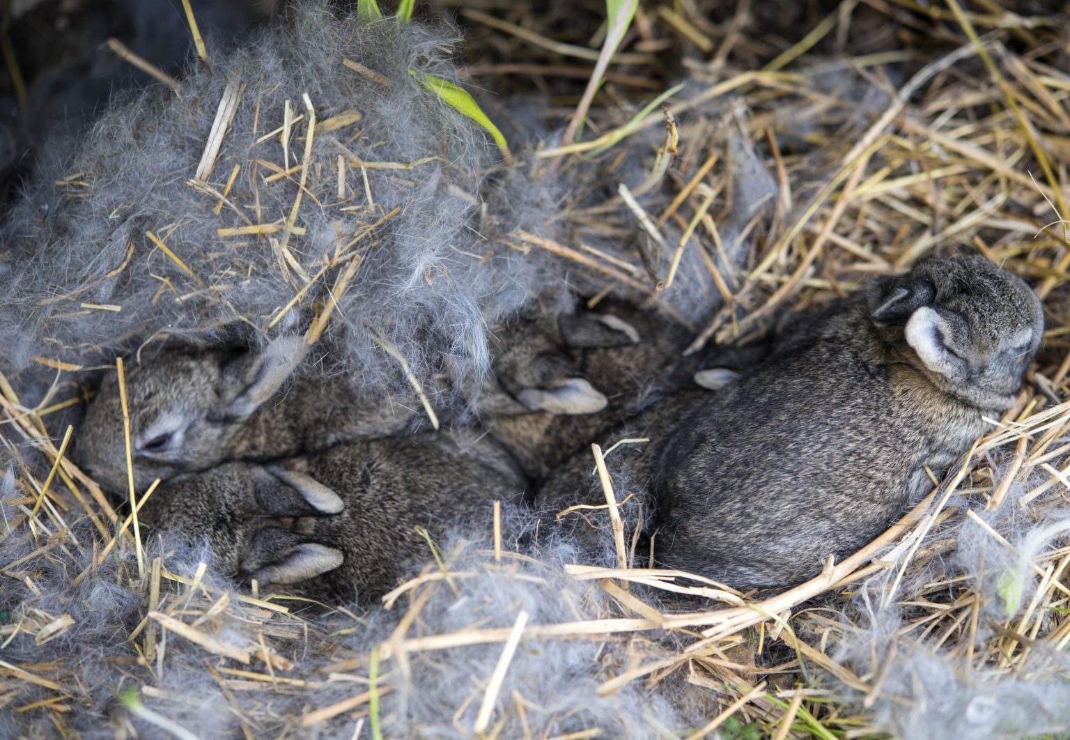 Biology of the Rabbit Oryctolagus cuniculus - Rabbit Watch