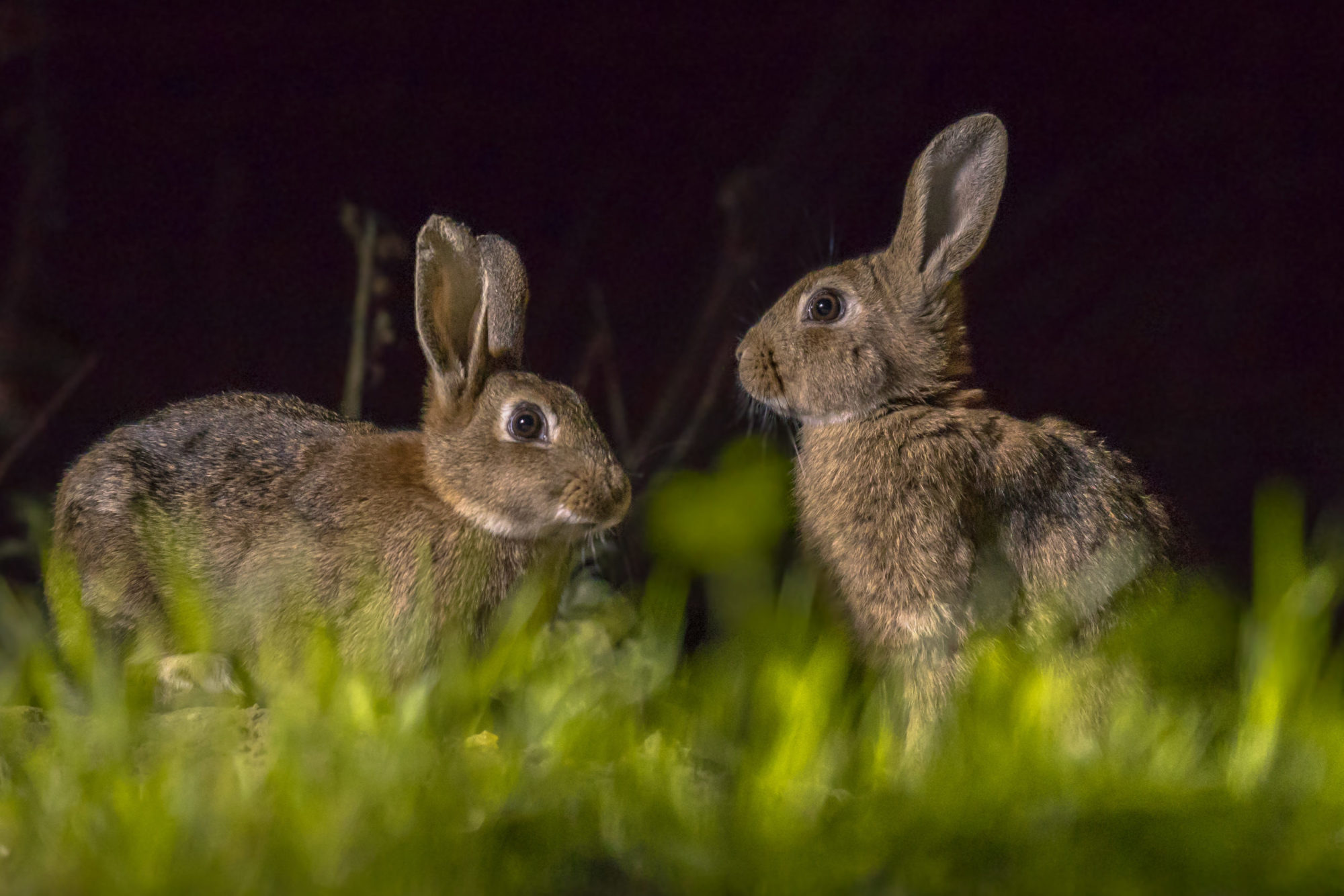 Two,European,Rabbits,(oryctolagus,Cuniculus),Foraging,In,The,Dark,At