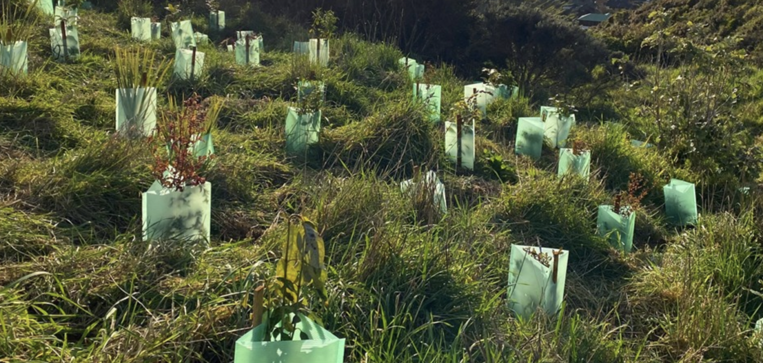Protecting plants from rabbits Rabbit Watch