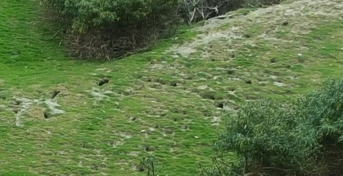 rabbit burrows