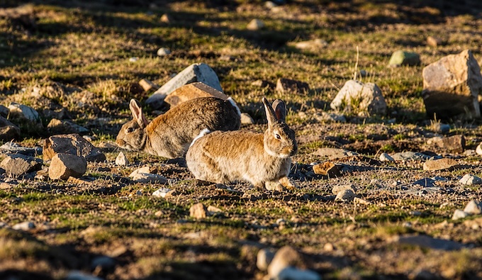 rw-discussion-rabbits