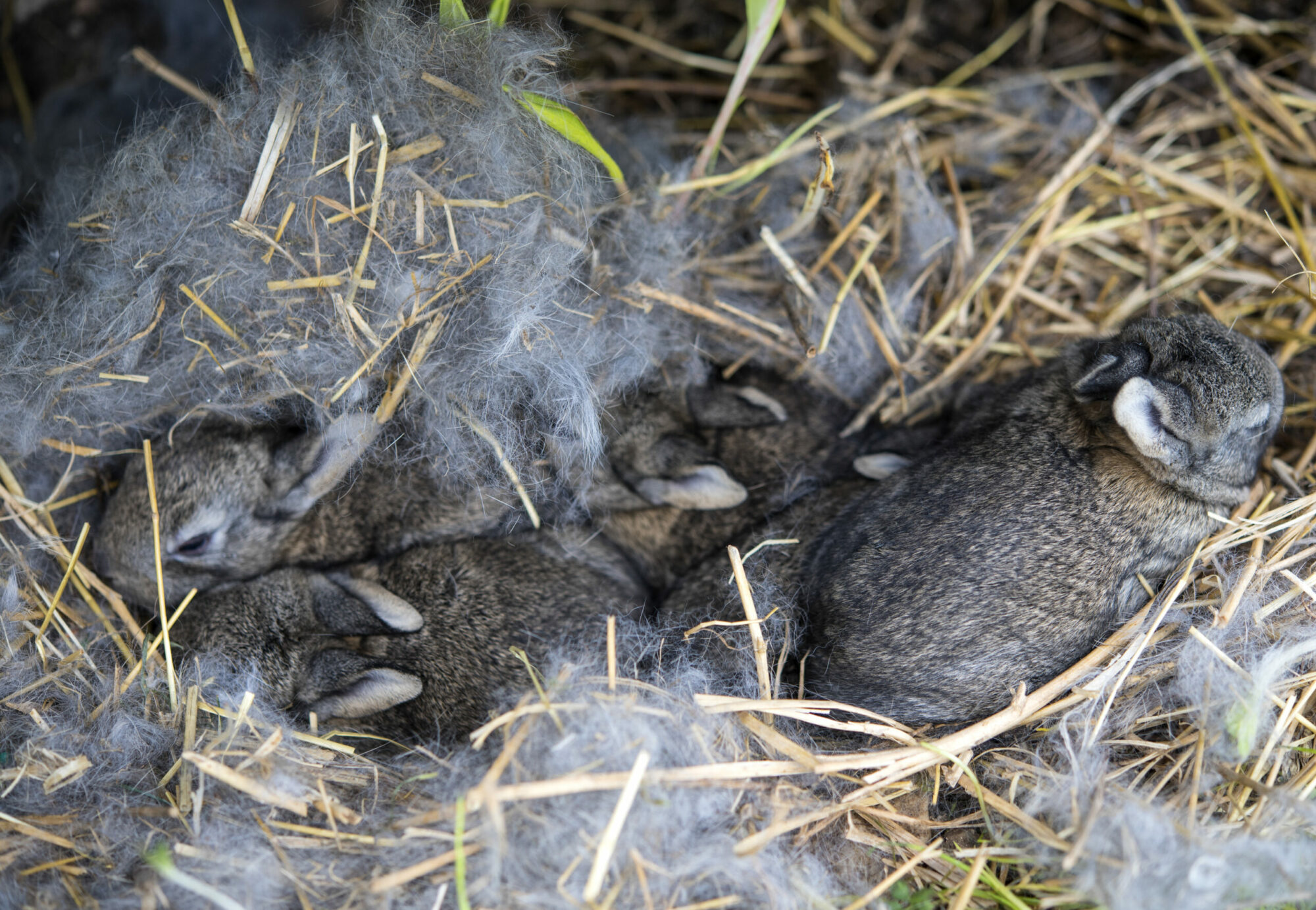 A,Group,Of,Newborn,Rabbits,On,A,Farm,,Top,View
