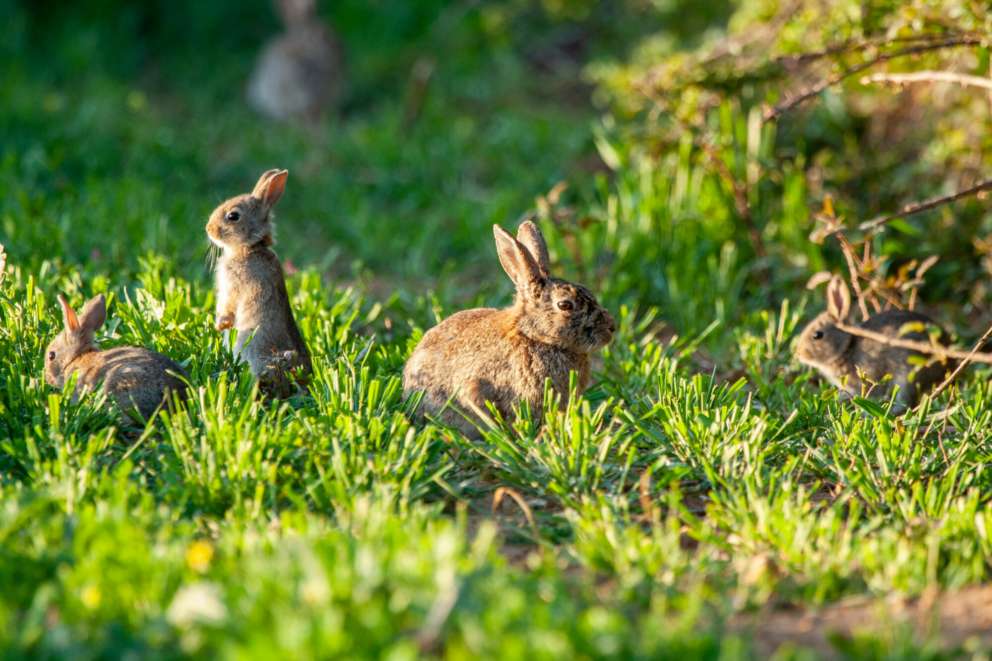 European,Rabbit,,Oryctolagus,Cuniculus.,Three,Rabbits,On,Grass.,Animals,In