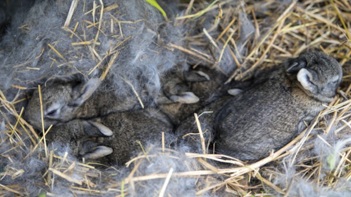 A group of newborn rabbits on a farm