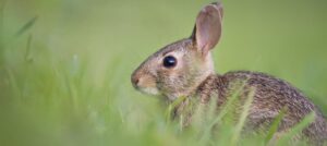 rw-rabbit-maths