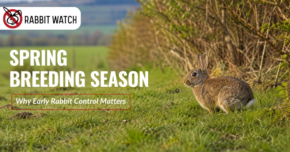 rabbit watch sept article