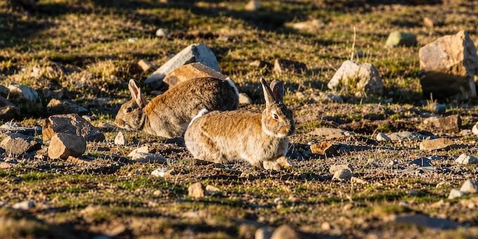 rw-discussion-rabbits